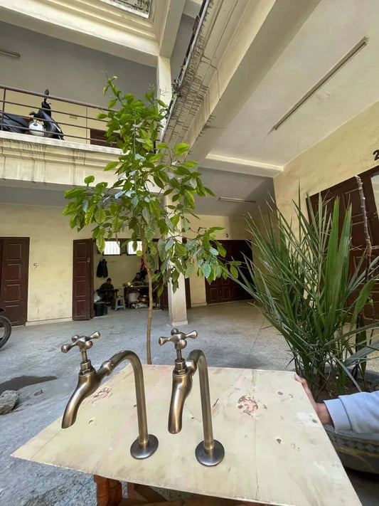 Premium unlacquered brass water dispenser faucet with two handles, set against an indoor greenery backdrop.